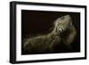 Iguana Profile-Aleksandar Milosavljevi?-Framed Photographic Print