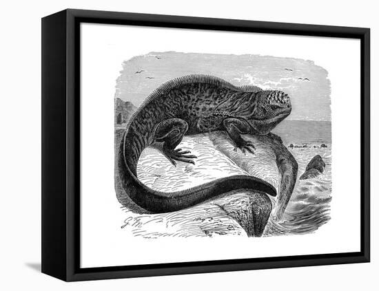 Iguana, the Great Herbivorous Sea Lizard of the Galapagos Islands-null-Framed Stretched Canvas