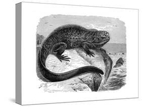 Iguana, the Great Herbivorous Sea Lizard of the Galapagos Islands-null-Stretched Canvas