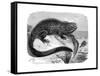 Iguana, the Great Herbivorous Sea Lizard of the Galapagos Islands-null-Framed Stretched Canvas