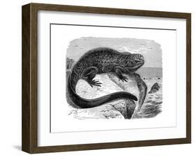 Iguana, the Great Herbivorous Sea Lizard of the Galapagos Islands-null-Framed Giclee Print