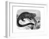 Iguana, the Great Herbivorous Sea Lizard of the Galapagos Islands-null-Framed Giclee Print