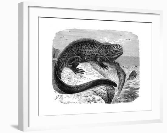 Iguana, the Great Herbivorous Sea Lizard of the Galapagos Islands-null-Framed Giclee Print