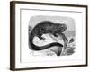 Iguana, the Great Herbivorous Sea Lizard of the Galapagos Islands-null-Framed Giclee Print