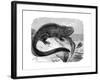 Iguana, the Great Herbivorous Sea Lizard of the Galapagos Islands-null-Framed Giclee Print