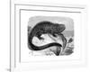 Iguana, the Great Herbivorous Sea Lizard of the Galapagos Islands-null-Framed Giclee Print