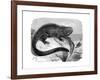 Iguana, the Great Herbivorous Sea Lizard of the Galapagos Islands-null-Framed Giclee Print