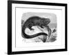 Iguana, the Great Herbivorous Sea Lizard of the Galapagos Islands-null-Framed Giclee Print