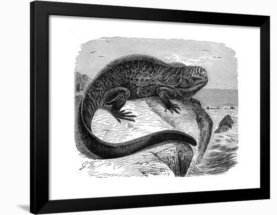 Iguana, the Great Herbivorous Sea Lizard of the Galapagos Islands-null-Framed Giclee Print