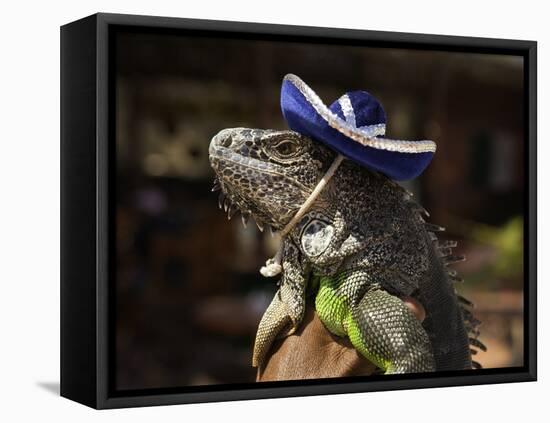Iguana Wearing a Sombrero in Cabo San Lucas-Danny Lehman-Framed Stretched Canvas