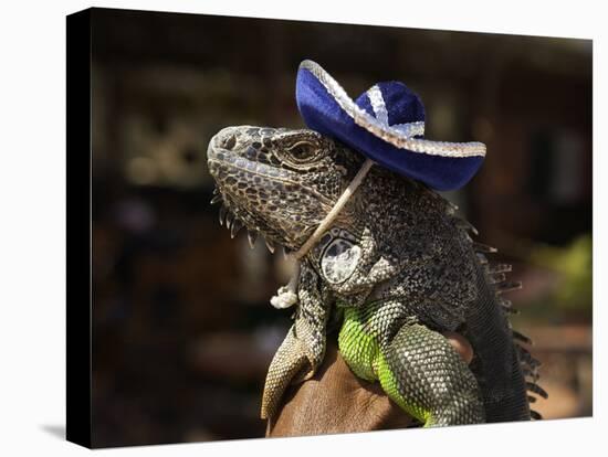 Iguana Wearing a Sombrero in Cabo San Lucas-Danny Lehman-Stretched Canvas