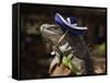 Iguana Wearing a Sombrero in Cabo San Lucas-Danny Lehman-Framed Stretched Canvas