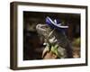 Iguana Wearing a Sombrero in Cabo San Lucas-Danny Lehman-Framed Photographic Print