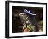 Iguana Wearing a Sombrero in Cabo San Lucas-Danny Lehman-Framed Photographic Print