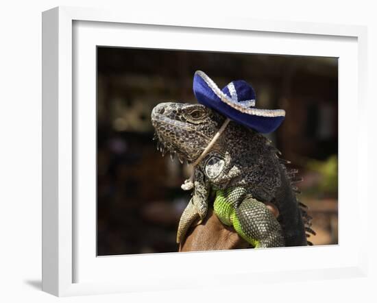 Iguana Wearing a Sombrero in Cabo San Lucas-Danny Lehman-Framed Photographic Print