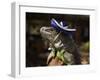 Iguana Wearing a Sombrero in Cabo San Lucas-Danny Lehman-Framed Photographic Print