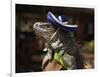 Iguana Wearing a Sombrero in Cabo San Lucas-Danny Lehman-Framed Photographic Print