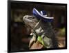 Iguana Wearing a Sombrero in Cabo San Lucas-Danny Lehman-Framed Photographic Print