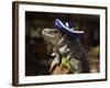 Iguana Wearing a Sombrero in Cabo San Lucas-Danny Lehman-Framed Photographic Print