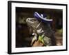 Iguana Wearing a Sombrero in Cabo San Lucas-Danny Lehman-Framed Photographic Print