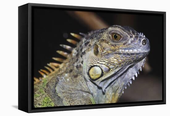 Iguana-null-Framed Stretched Canvas