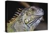 Iguana-null-Stretched Canvas