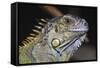 Iguana-null-Framed Stretched Canvas