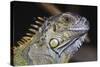 Iguana-null-Stretched Canvas