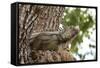 Iguana-Michele Westmorland-Framed Stretched Canvas