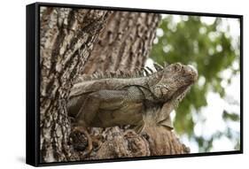 Iguana-Michele Westmorland-Framed Stretched Canvas