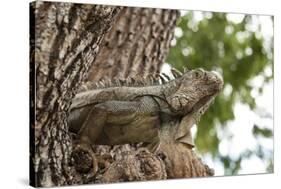 Iguana-Michele Westmorland-Stretched Canvas