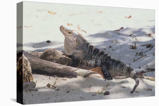 Iguana-DLILLC-Stretched Canvas