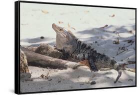 Iguana-DLILLC-Framed Stretched Canvas