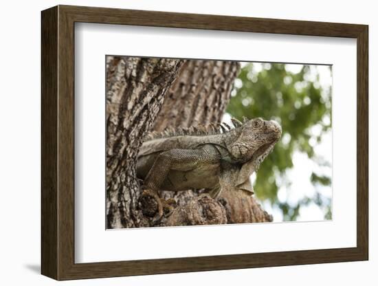 Iguana-Michele Westmorland-Framed Photographic Print