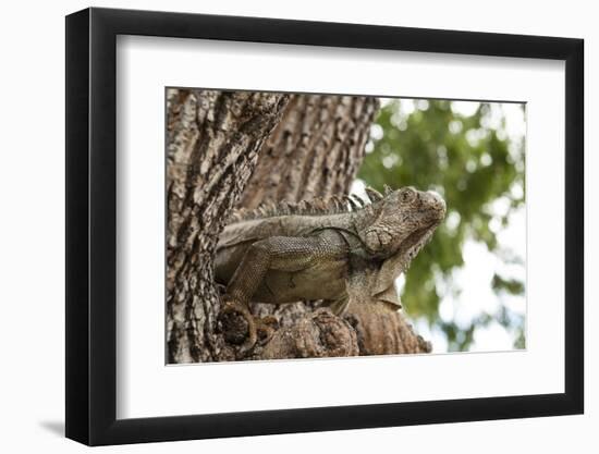 Iguana-Michele Westmorland-Framed Photographic Print