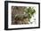 Iguana-Michele Westmorland-Framed Photographic Print