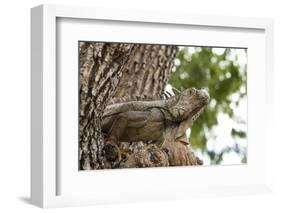 Iguana-Michele Westmorland-Framed Photographic Print