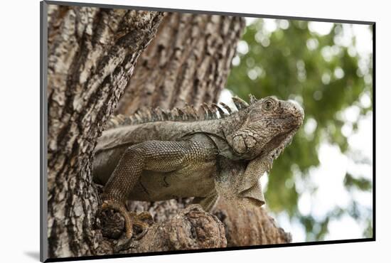 Iguana-Michele Westmorland-Mounted Photographic Print