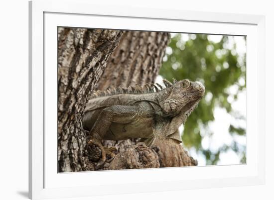 Iguana-Michele Westmorland-Framed Photographic Print