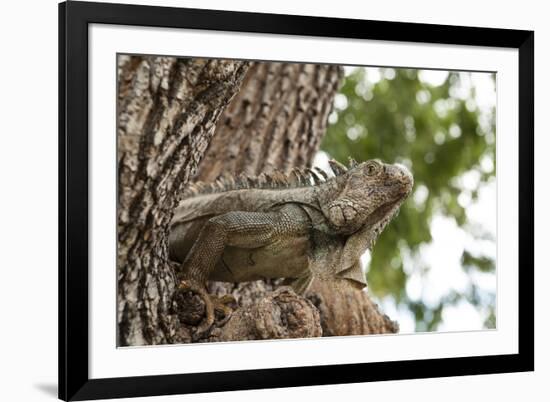 Iguana-Michele Westmorland-Framed Photographic Print