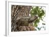 Iguana-Michele Westmorland-Framed Photographic Print