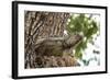 Iguana-Michele Westmorland-Framed Photographic Print