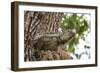 Iguana-Michele Westmorland-Framed Photographic Print