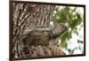 Iguana-Michele Westmorland-Framed Photographic Print