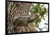 Iguana-Michele Westmorland-Framed Photographic Print