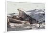 Iguana-DLILLC-Framed Photographic Print