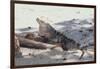 Iguana-DLILLC-Framed Photographic Print