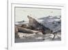 Iguana-DLILLC-Framed Photographic Print