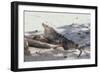 Iguana-DLILLC-Framed Photographic Print