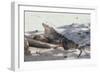 Iguana-DLILLC-Framed Photographic Print